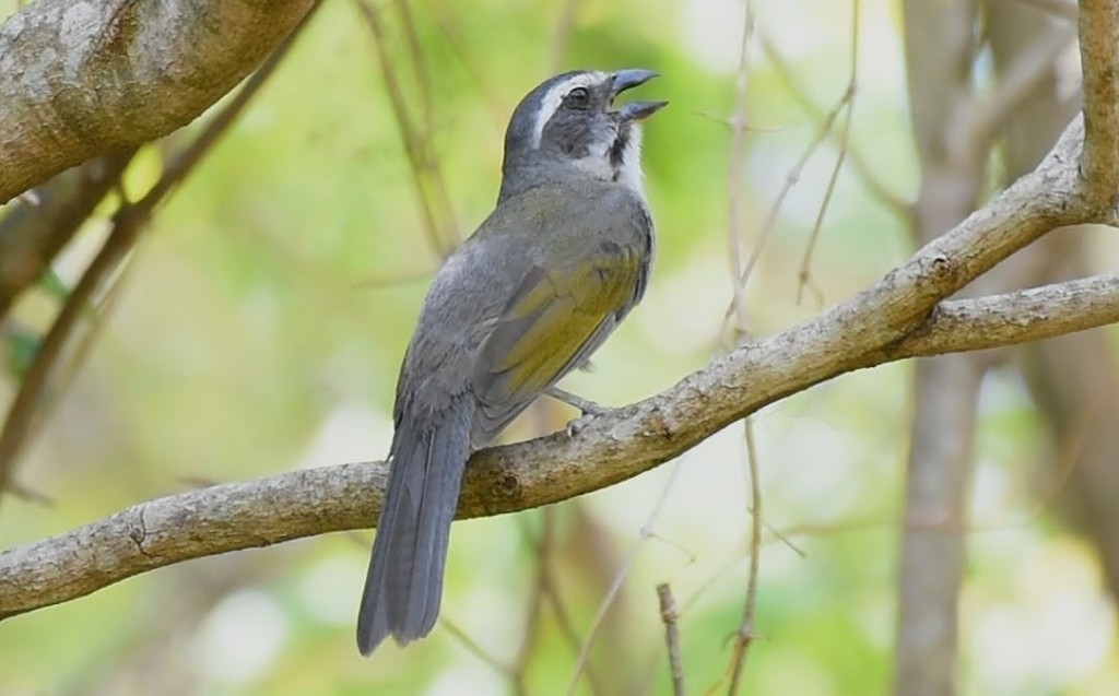 trinca-ferro-verdadeiro