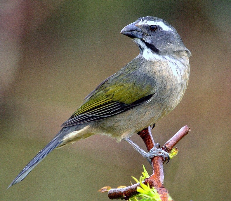 trinca-ferro-verdadeiro