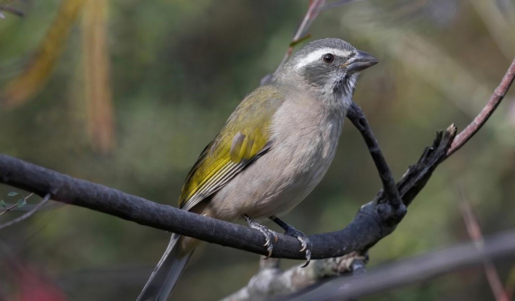 trinca-ferro-verdadeiro