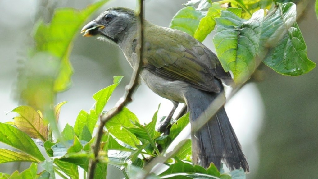 trinca-ferro-verdadeiro