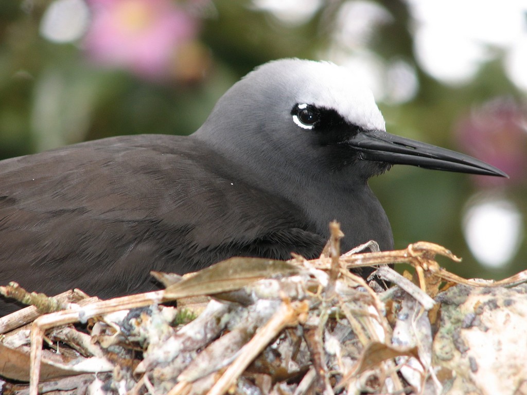 trinta-reis-preto