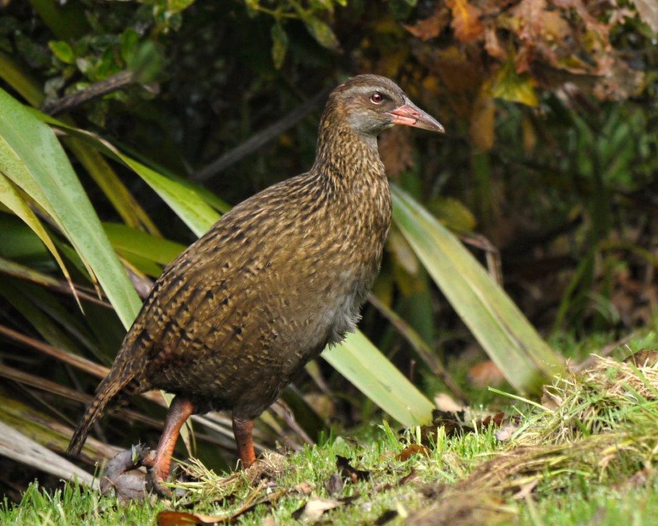 weka