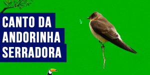 Canto da andorinha-serradora