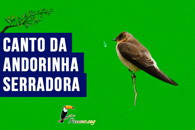 Canto da andorinha-serradora