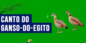 Canto do Ganso-do-egito