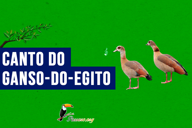 Canto do Ganso-do-egito