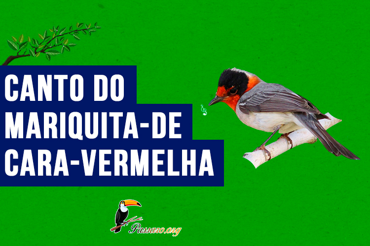 Canto do Mariquita-de-cara-vermelha