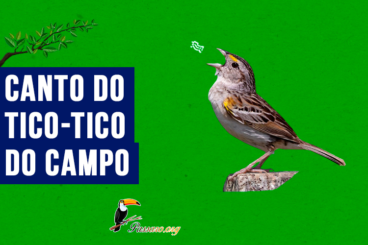 Canto do Tico-tico-do-campo