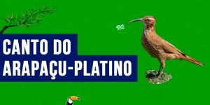 Canto do arapaçu-platino