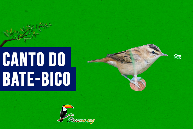 Canto do bate-bico