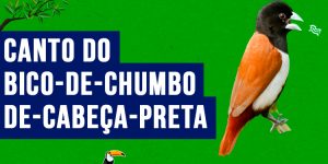 Canto do bico-de-chumbo-de-cabeça-preta