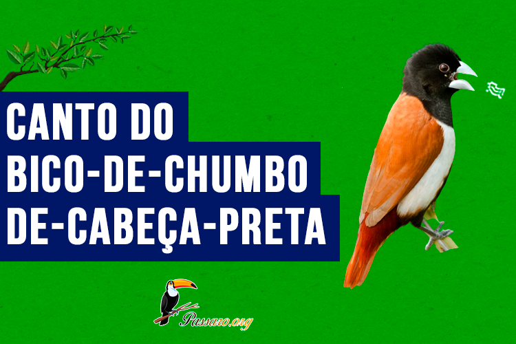 Canto do bico-de-chumbo-de-cabeça-preta