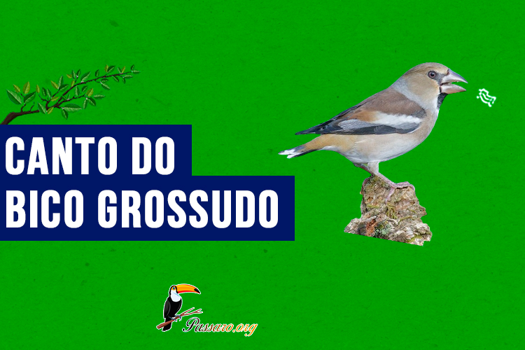 Canto do bico grossudo