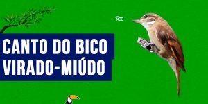 Canto do bico-virado-miúdo