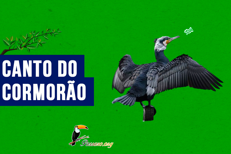 Canto do cormorao 