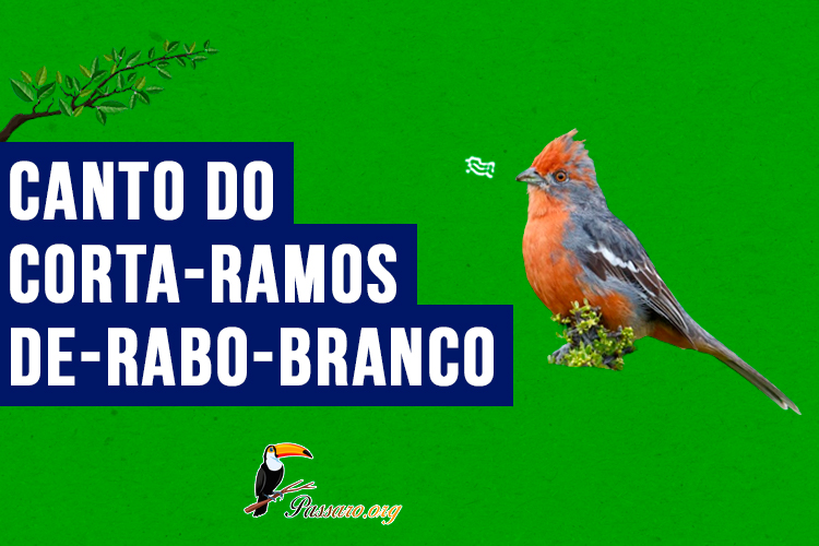 Canto do corta-ramos-de-rabo-branco