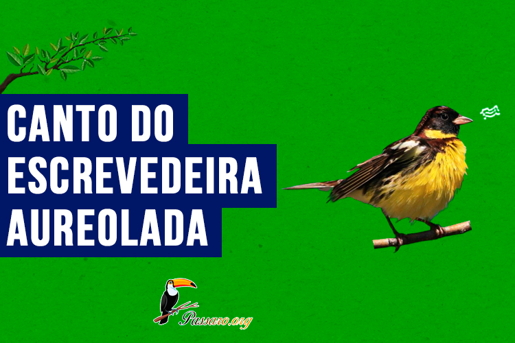 Canto do escrevedeira-aureolada