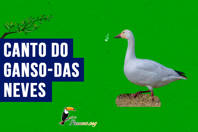 Canto do ganso-das-neves