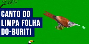 Canto do limpa-folha-do-buriti