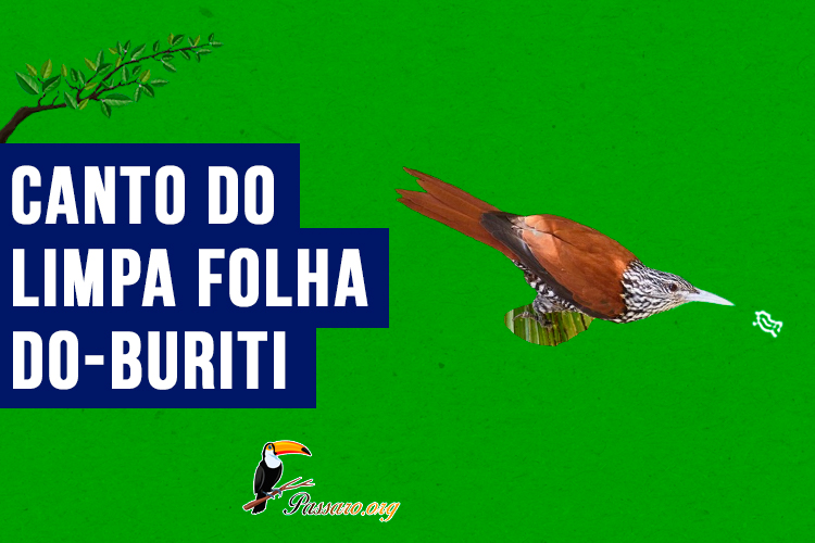 Canto do limpa-folha-do-buriti