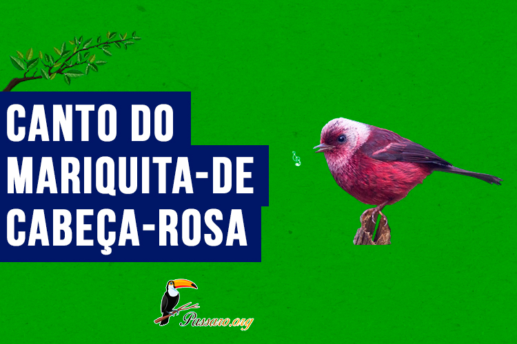 Canto do mariquita-de-cabeça-rosa