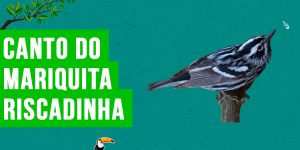 Canto do mariquita-riscadinha