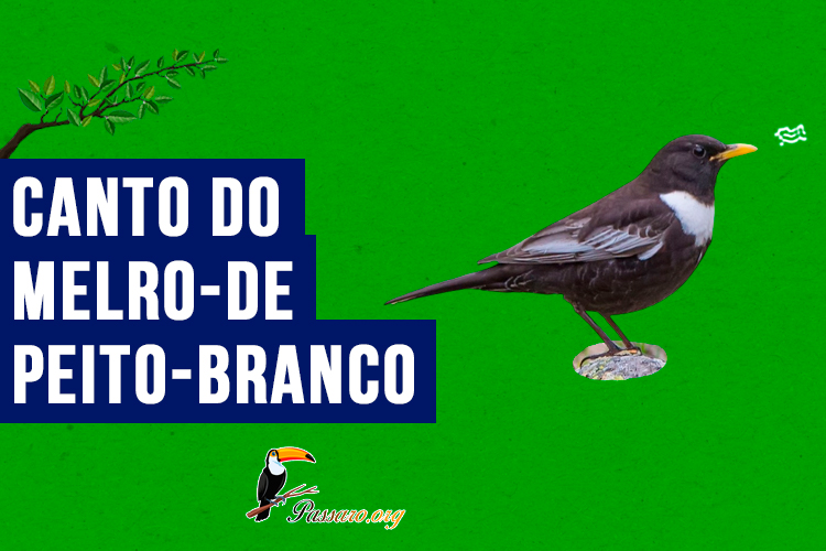 Canto do melro-de-peito-branco