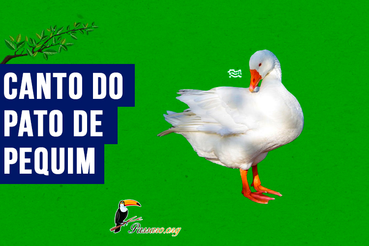 Canto do pato de pequim