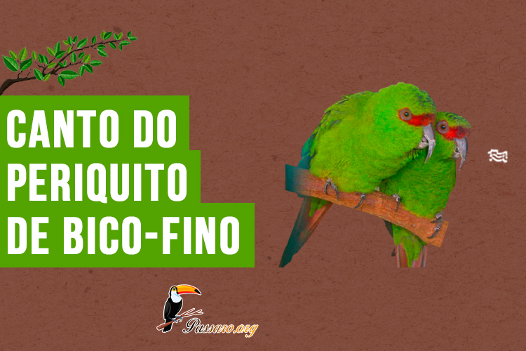 Canto do periquito-de-bico-fino