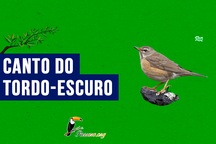 Canto do tordo-escuro