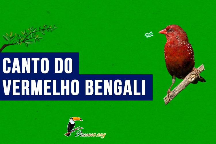 Canto do vermelho bengali