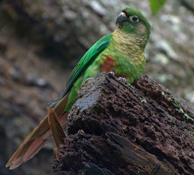 Características da tiriba-de-cauda-roxa