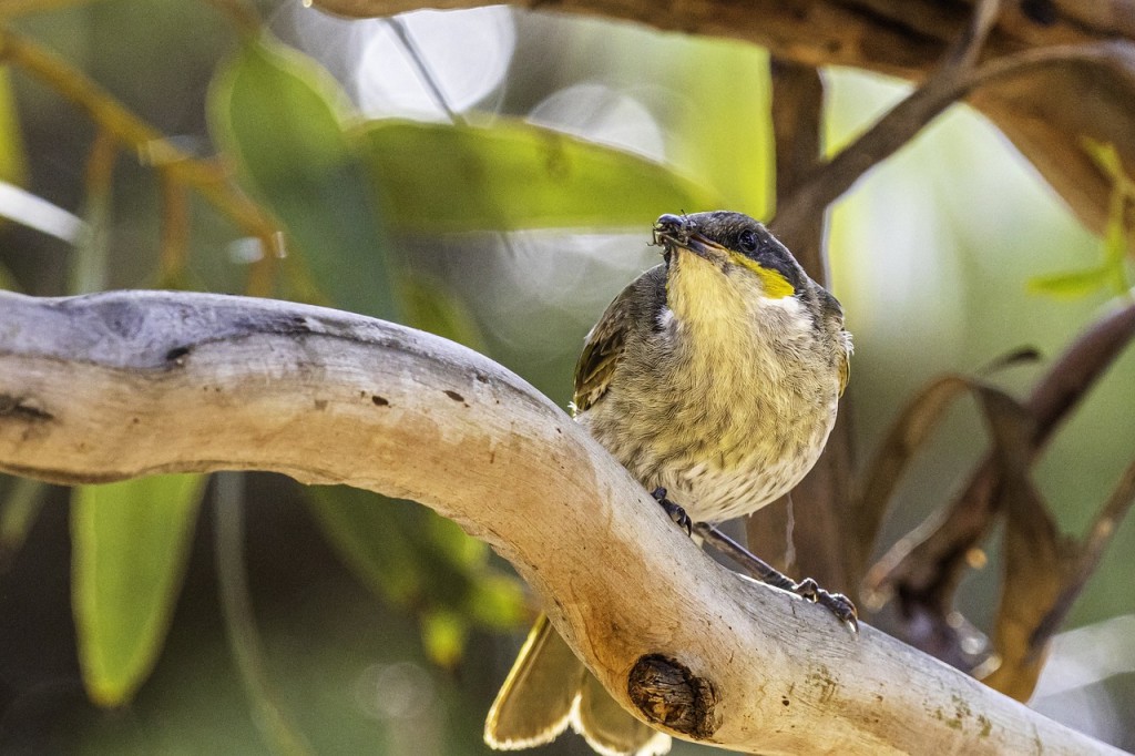 Habitat do limpa-folha-riscado