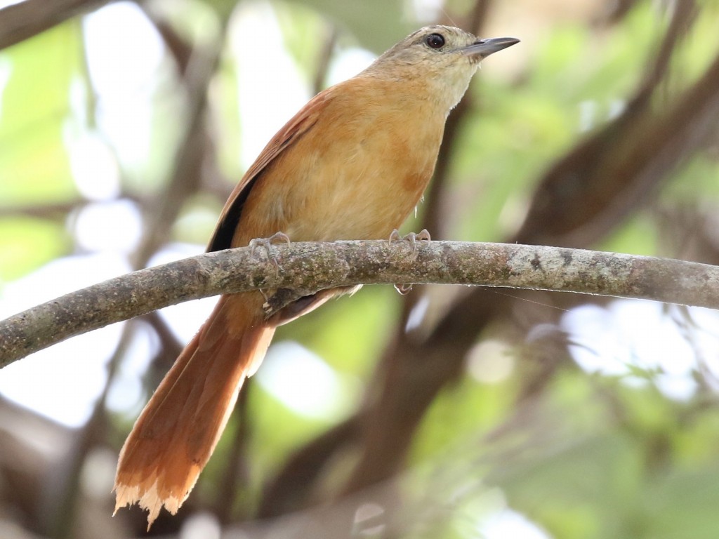 Joao-do-pantanal