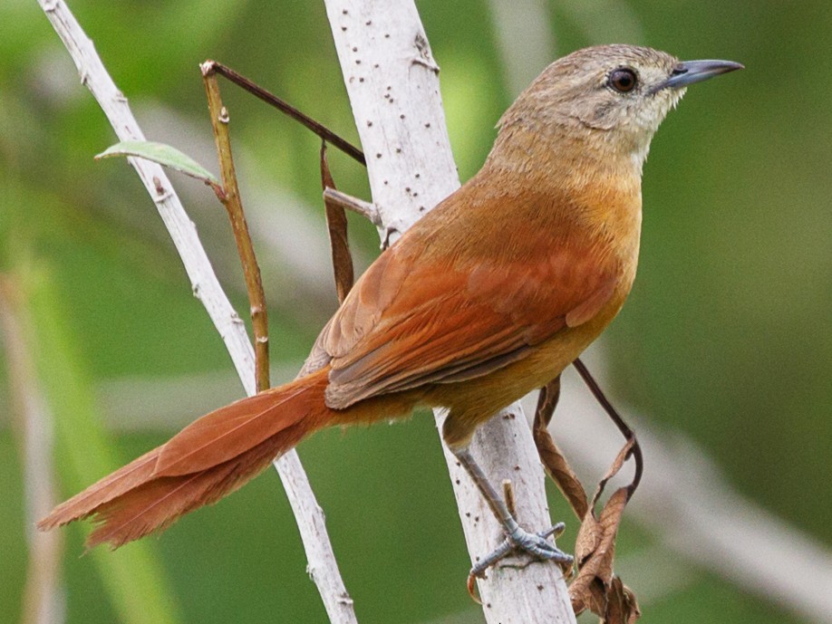 Joao-do-pantanal