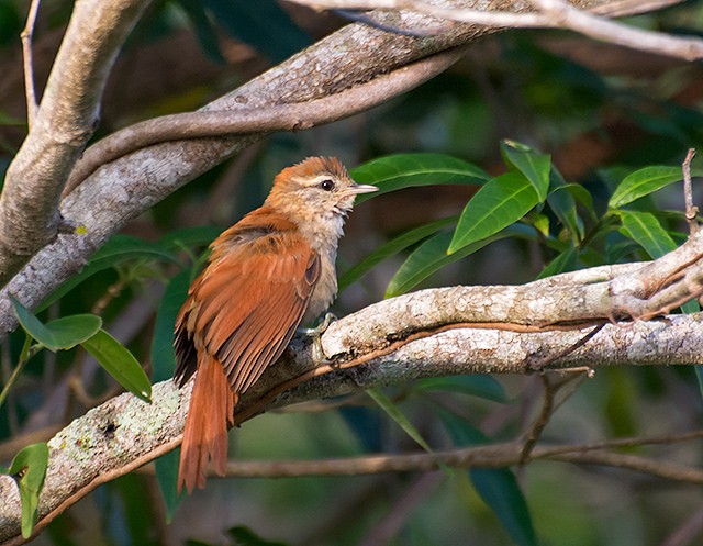 Joao-do-pantanal