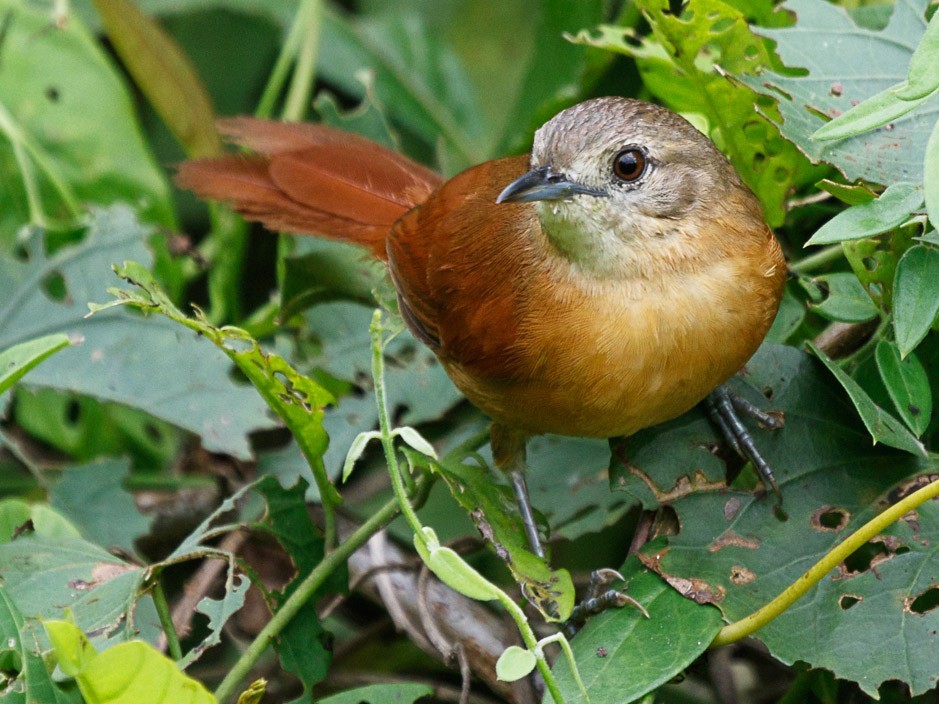 Joao-do-pantanal