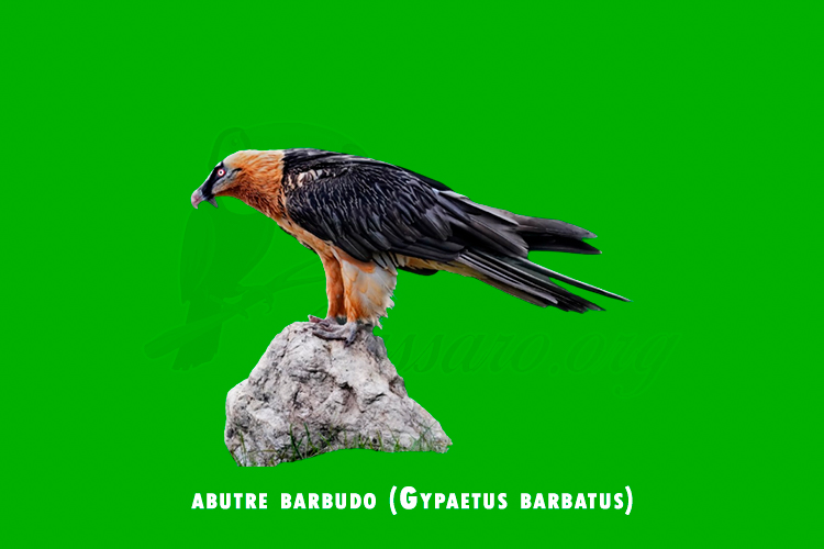 abutre barbudo (gypaetus barbatus)