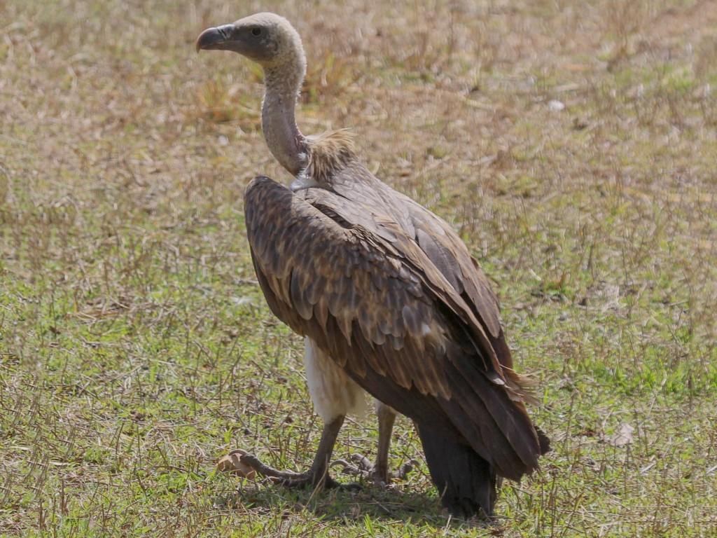 abutre-de-bico-longo
