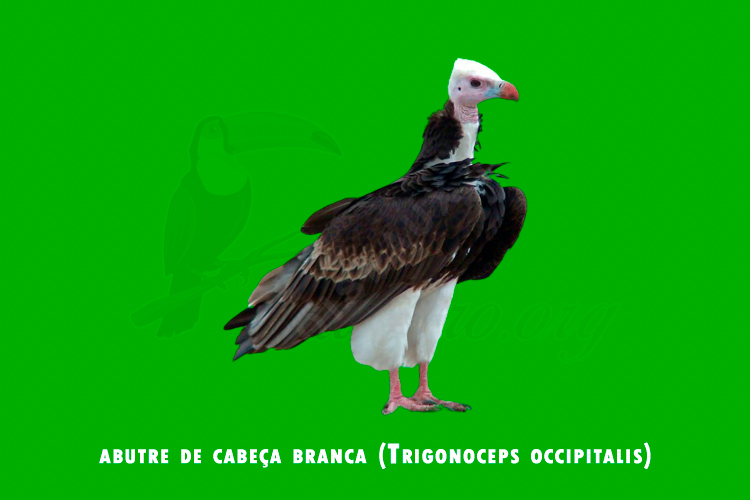 abutre de cabeca branca (trigonoceps occipitalis)