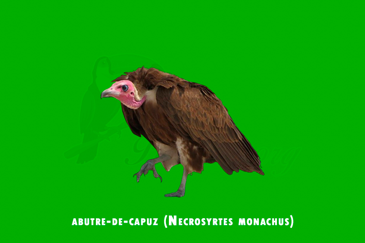 abutre-de-capuz ( necrosyrtes monachus )