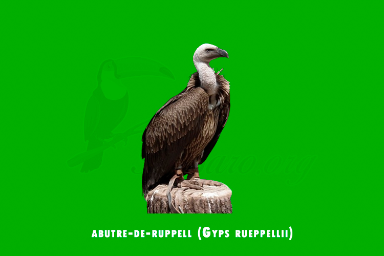 abutre-de-ruppell (gyps rueppellii)