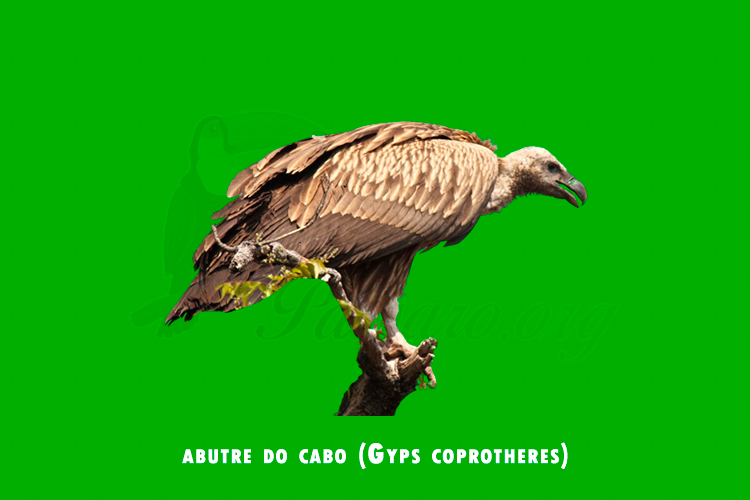 abutre do cabo (gyps coprotheres)