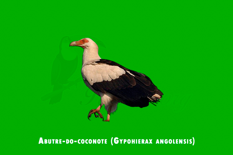 abutre-do-coconote ( gypohierax angolensis )