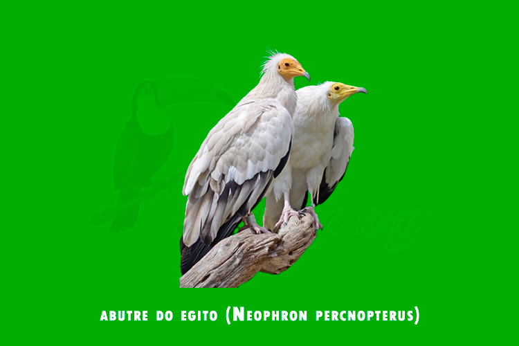 abutre do egito (neophron percnopterus)