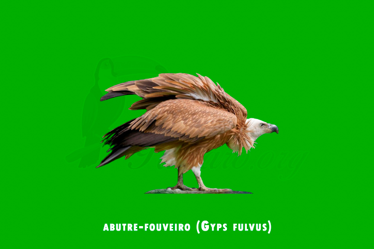 abutre-fouveiro (gyps fulvus)