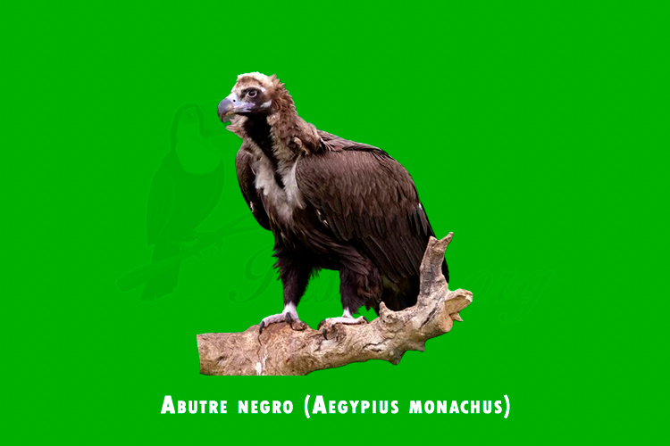 abutre negro ( aegypius monachus )