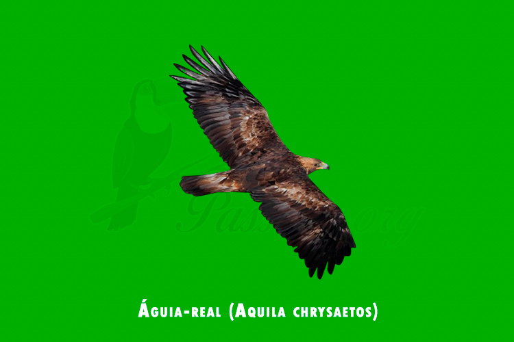 aguia-real (aquila chrysaetos)