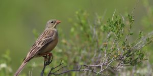 alimentacao da hortulana