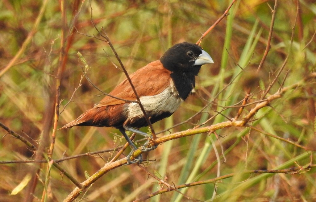 alimentacao do bico-de-chumbo-de-cabeca-preta